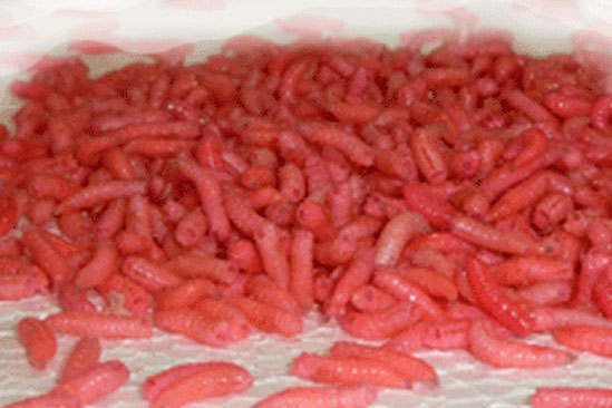 Maggots (Spikes) – Wholesale Live Bait